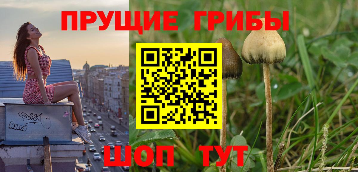 Сорочинск  Псилоцибиновые грибы мухоморы  Вход с VPN 